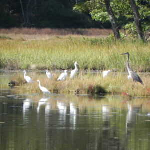 Shorebirds on salt marsh flats of the York River at the Smelt Brook Preserve.
