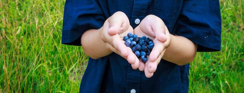 A boy holds fresh picked wild blueberries in a field at the York Land Trust Headquarters property in York, Maine.